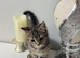 Kitten tabby