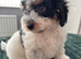 Cavapoos ready now 1 boy available