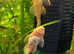 Adult Albino Bristlenose Pleco Ancistrus  - 1 male+1 female. Fast delivery within mainland UK.