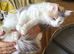 19 month old female maine coon