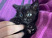 Beautiful kittens