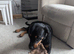 caucasian shepherd cross rottweiler