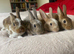 READY TO GO! Stunning Mini Rex Rabbit Babies