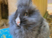 Baby Vienna carrying black lionhead buck
