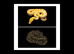 BURMESE PYTHONS