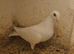 Lambretch