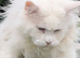 Pedigree Maine coons available