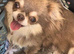 Beautiful quality apple head longcoat chihuahua boys
