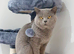 3 pedigree British blue shorthairs kittens