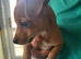 Miniature Jack Russell boy