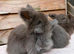 pedigree english angora