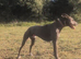Very reluctant rehoming