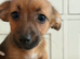 Jack Russell puppies