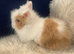 Baby double maned lionheads