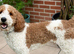 Ready Next week Golden Doodle X Pyrenees