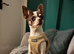 Male chihuahua