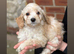Cockapoo puppies