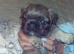 Female visual fluffy frenchie