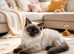 Stunning ragdolls