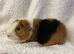 Female baby Guineapigs