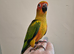 Hand reared sun conures very tame ready now