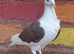 Saddle racing pigeons for sale