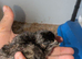 Hybrids and bantums day olds