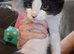 6 Beautiful Ragdoll x Maine Coon × Tuxedo Kittens Ready Now!