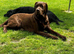 HEALTH TESTED KENNEL CLUB REGISTERED STUD