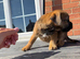 Terrier boy pup