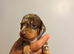 Miniature dachshund pups