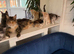 France TICA bloodlines PURE Maine Coon Kittens. Delivery available!!