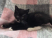 2 Beautiful Female Kittens &ndash; Ready Now, Vet Checked & Litter Trained &pound;140