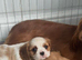 2 beautiful cavalier babies