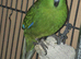 Silly tame kakariki looking for a forever home