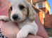 Only 5 pups left, 1 girl and 4 boys ready to leave 24 th
