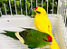 Very beautiful Kakriki for sale