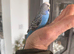 Blue Budgeese for sale