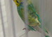 RAINBOW HEN RING NUMBER 33 GREEN RING 2026 Bred