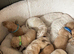 8 beautiful Goldendoodle puppies