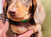 Miniature dachshund puppies