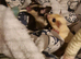 PAIR OF SUGAR GLIDERS WITH CAGE