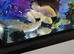 Koi fry for sale
