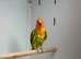Love birds