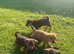 Gorgeous jack russell puppies
