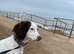 10 month old female cocker spaniel