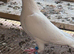 White racer hen