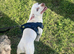 Pure white chihuahua boy