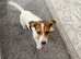 Jack Russell short legged puppy