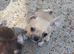 Pedigree chihuahua boys